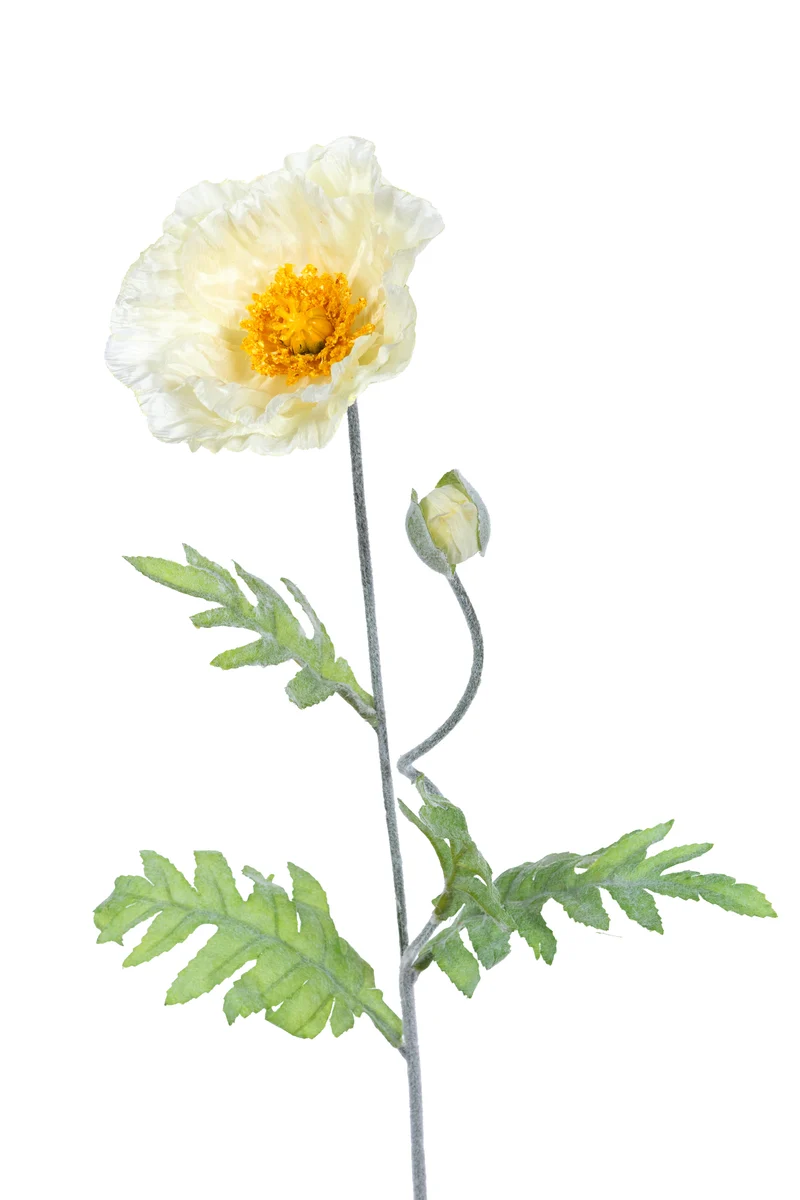 Papaver L74cm Creme