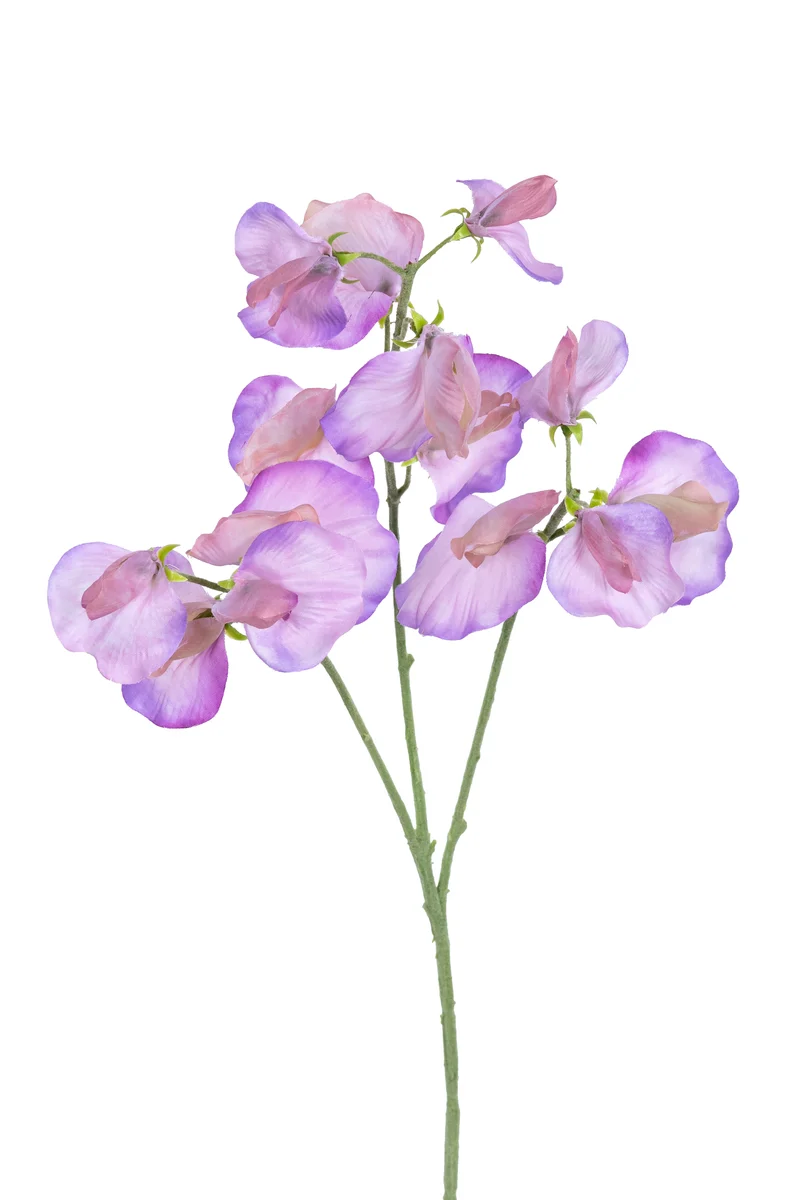 Lathyrus l68cm lila