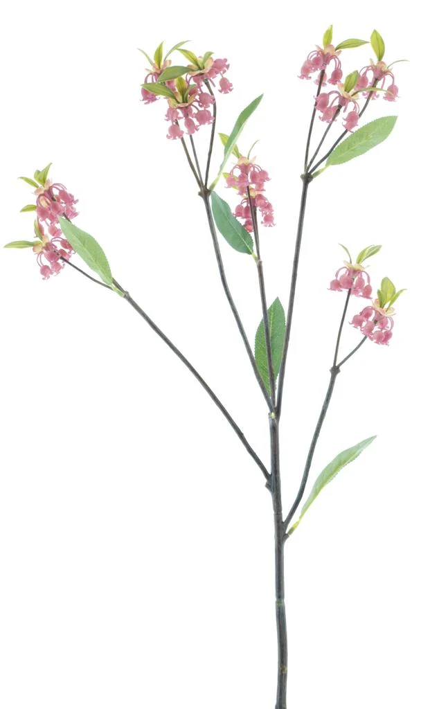 Enkianthus Quinqueflorus rosa 61cm