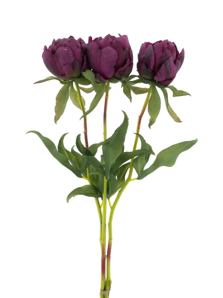 Paeonie Marlie Bund 3 Stk. Aubergine 48cm