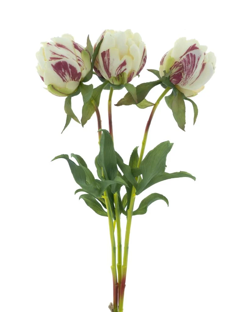 Paeony Marlie Bündel 3-tlg. creme 48cm