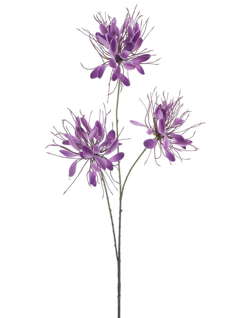Spinnenblume Spray lila 94cm