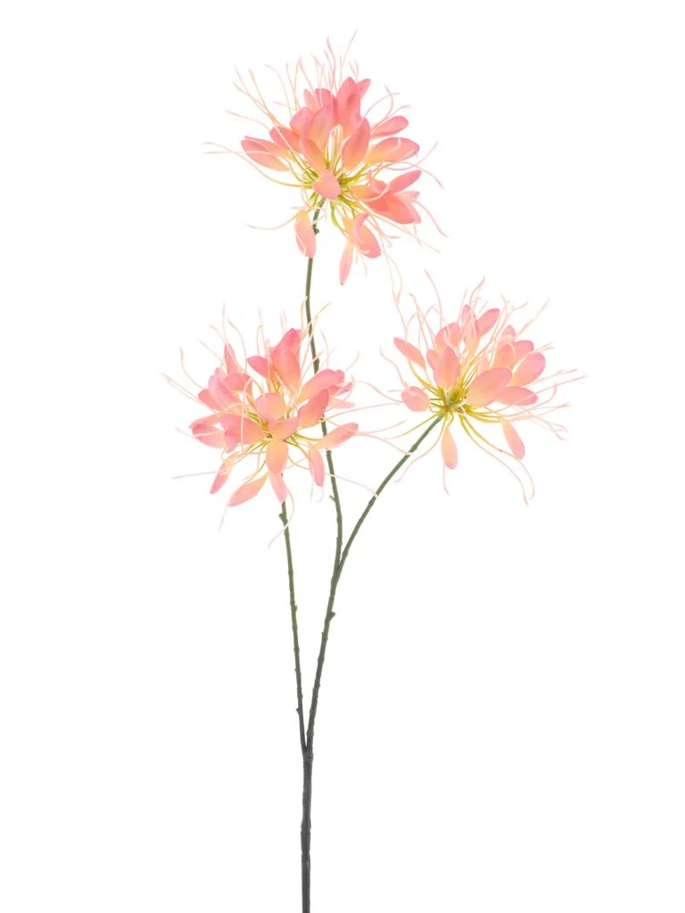 Spinnenblume Spray Pfirsich 94cm