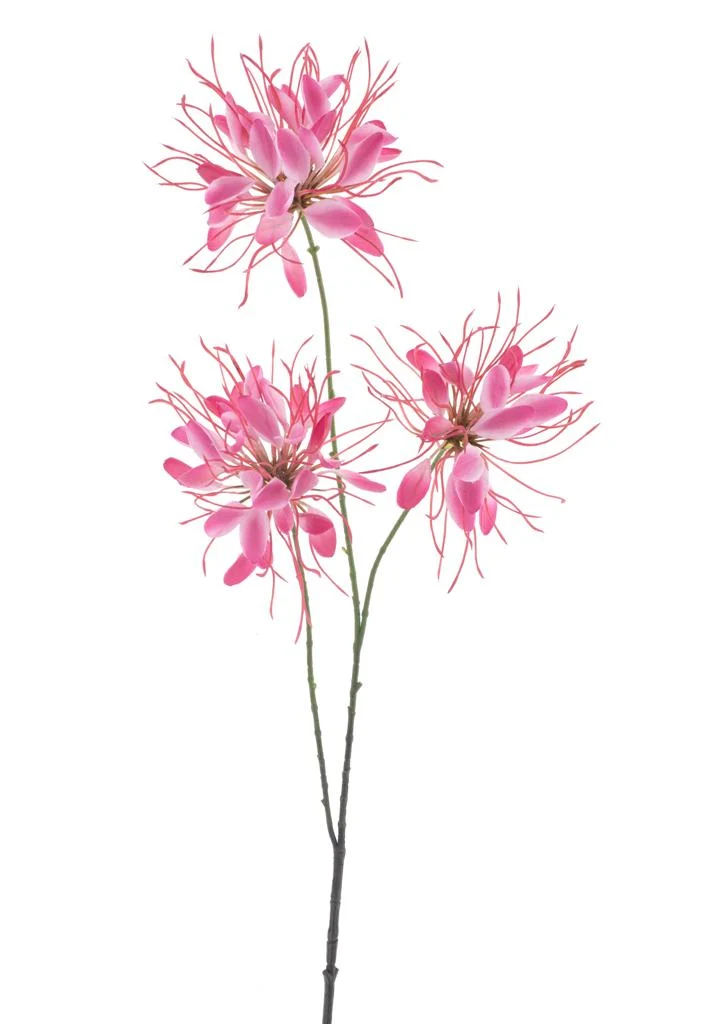 Spinnenblume Spray rot 94cm
