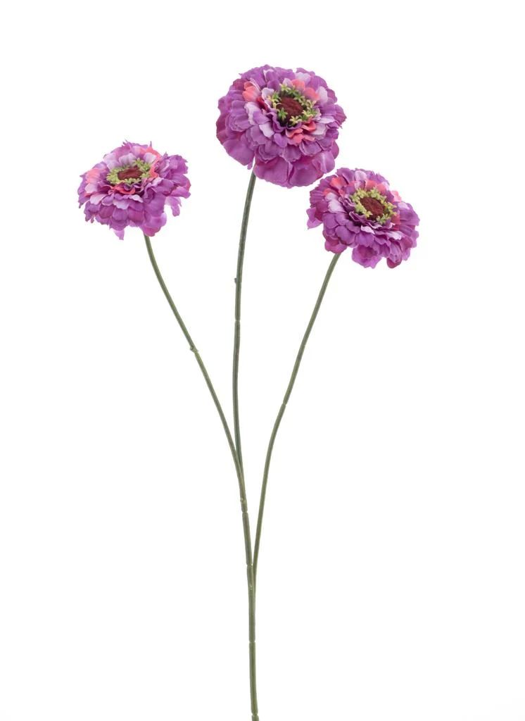 Zinnie elegans Spray lila 60cm