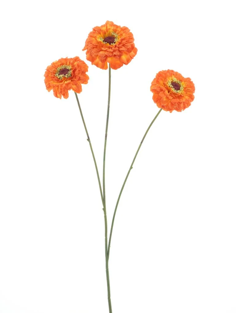 Zinnie elegans Spray Orange 60cm