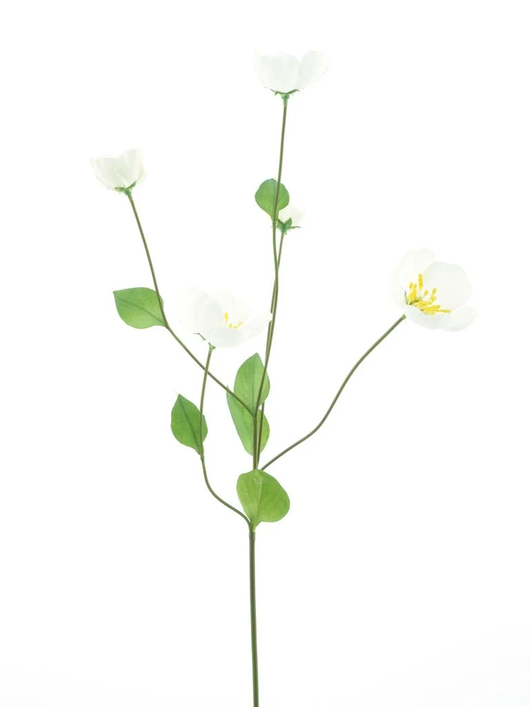 Melastoma Sprühcreme 76cm