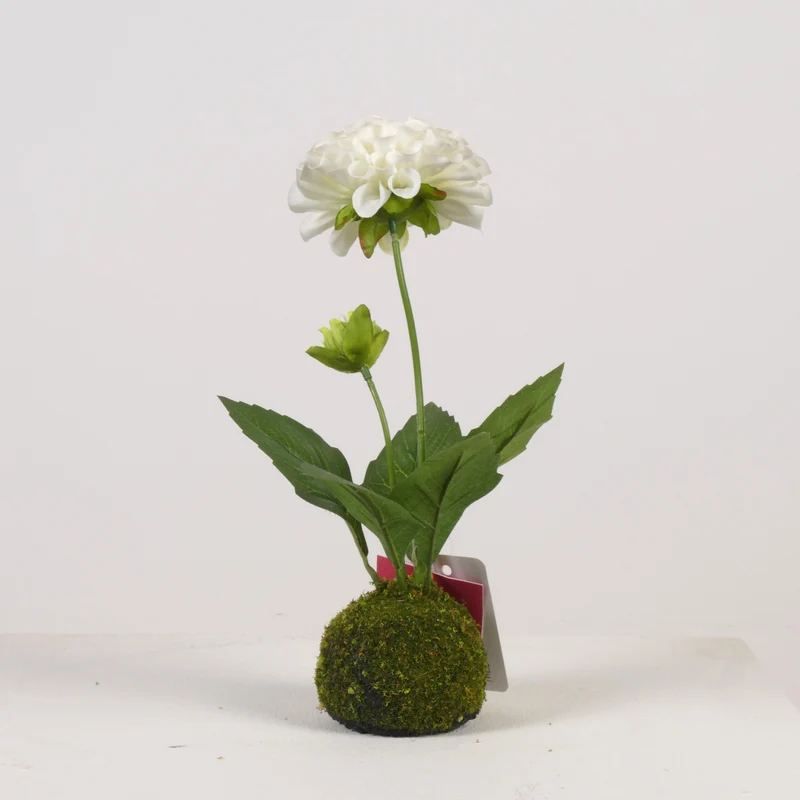 Dahlie x2 auf Moosball H27cm Weiß
