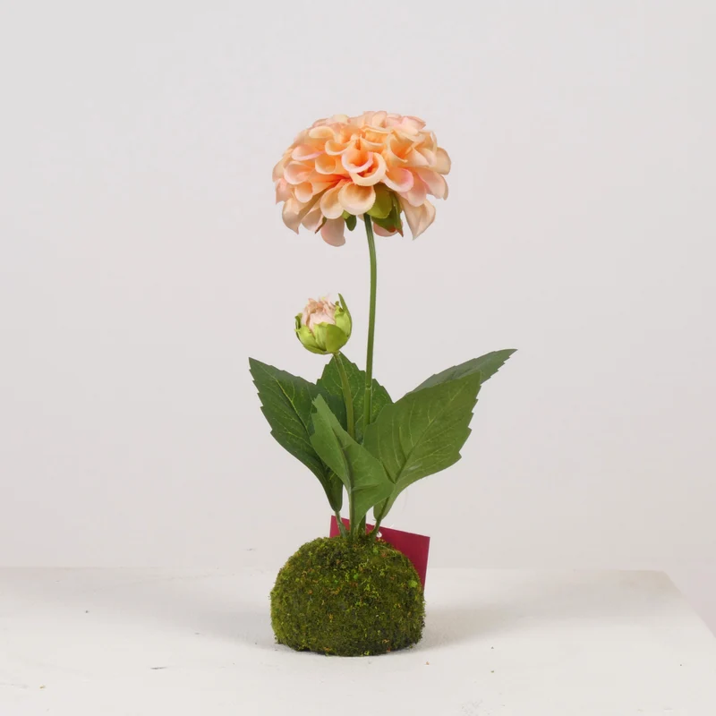 Dahlie 2x auf Moosball H27cm Lachs