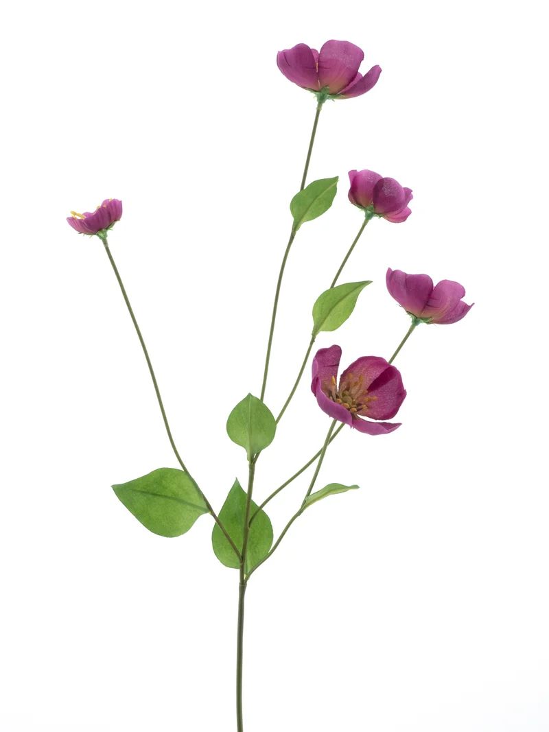 Melastoma Spray Beauty 76cm