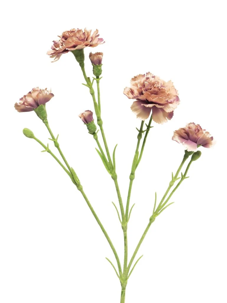 Dianthus Charly lavendel 62cm