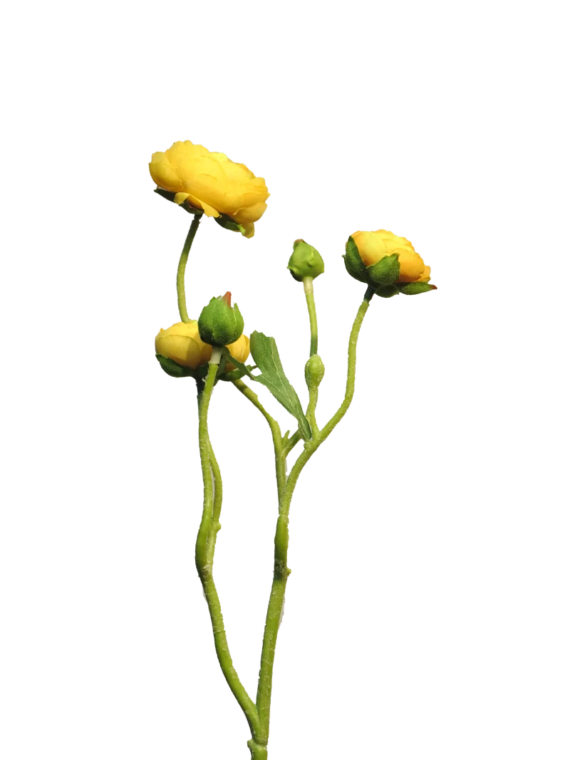 Ranonculus Azura gelb 48cm