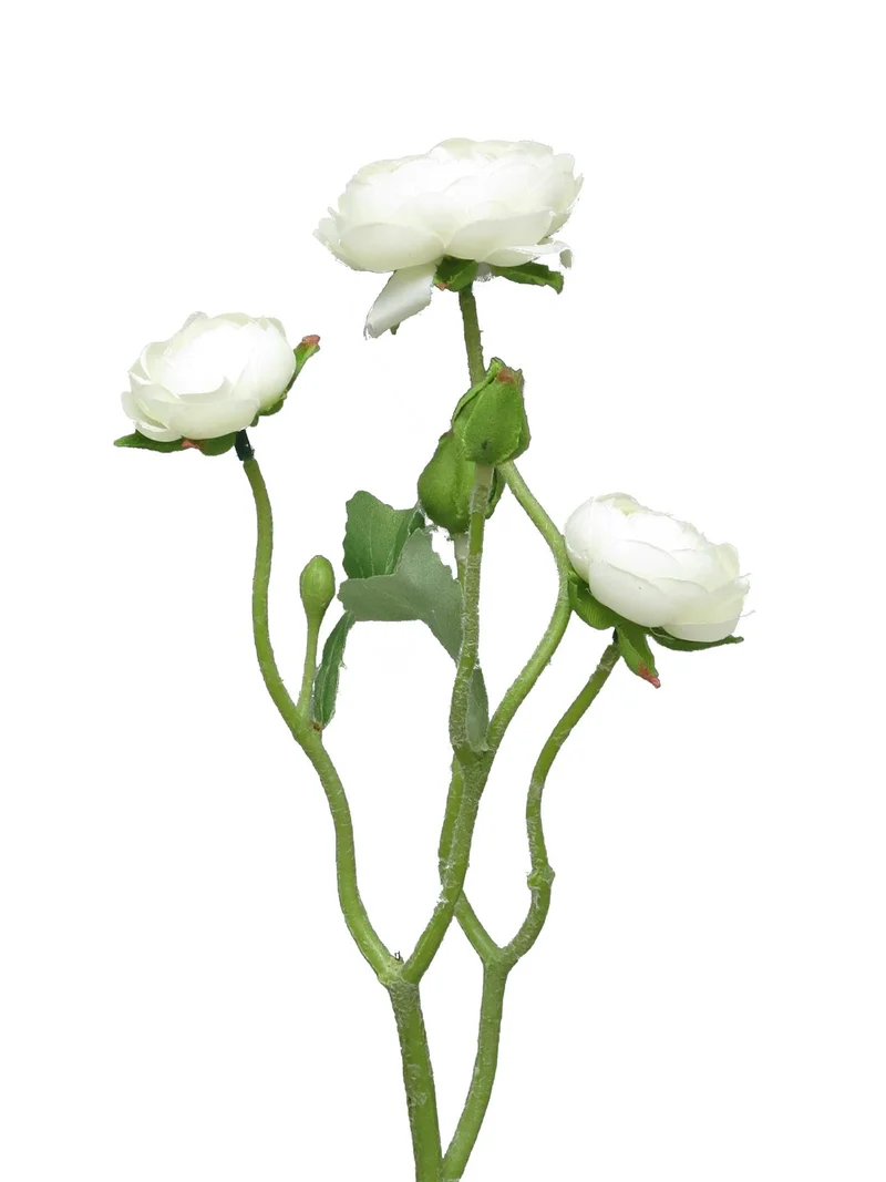 Ranunculus Azura Creme 48 cm