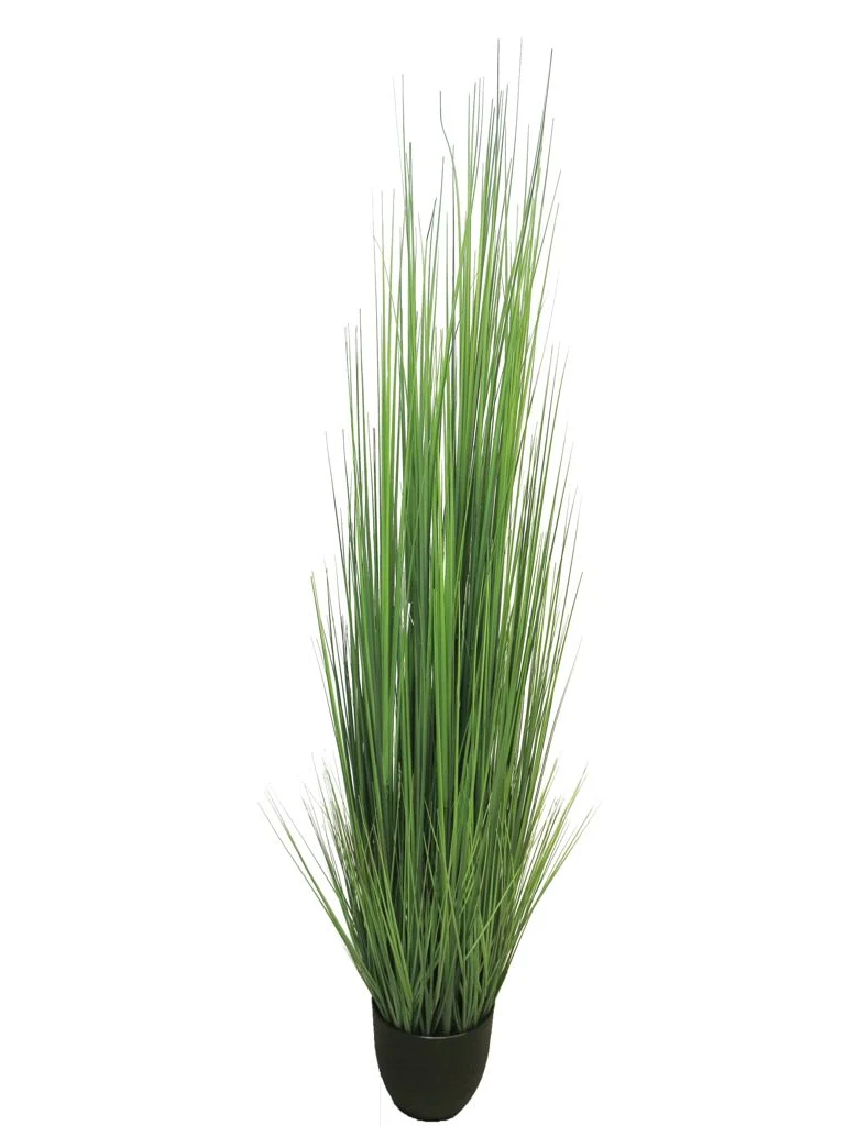 Königs-Festuca grün im Topf 180 cm
