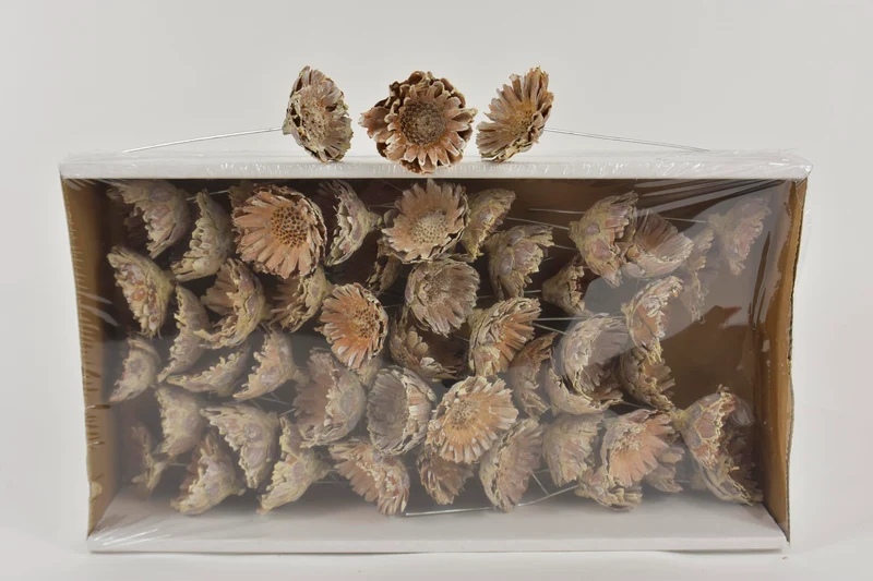 Comp Rosette 10cm mit Box (50 Stück) Weiß-gewaschen