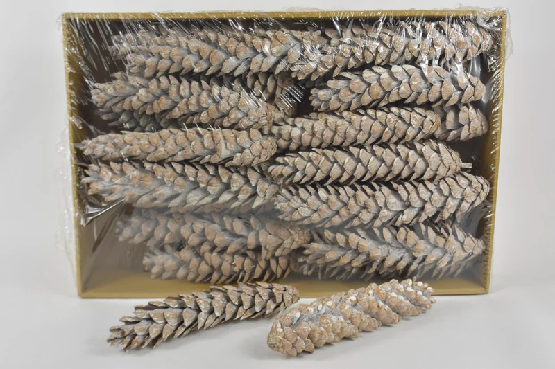 Kiefernzapfen 'Strobus', gefroren, weiß, ca. 30 cm, 25 Stück