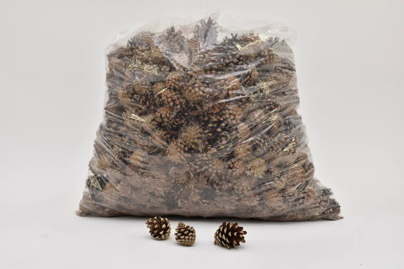 POPLAR BARK BUNDLE 80*12 CM NATURAL