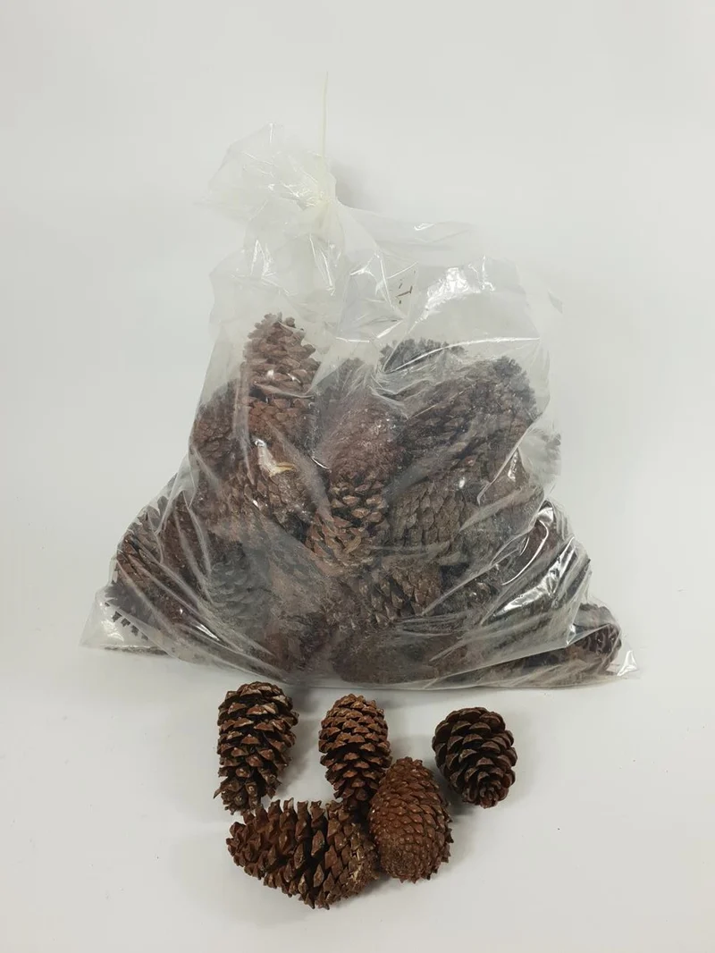 KIEFER MARITIMA 10-14 CM GEBLEICHT POLY/75 STK