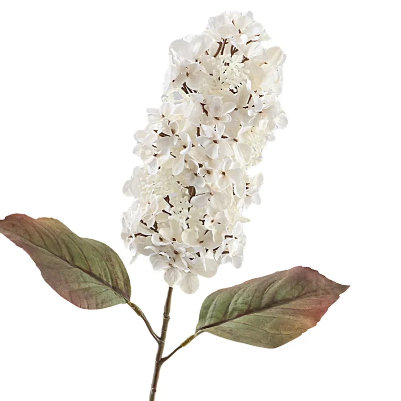 Getrocknete Kegelhortensie 66cm Beige