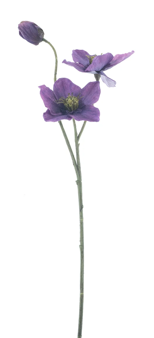 Helleborus-Spray Caseros lila 56cm