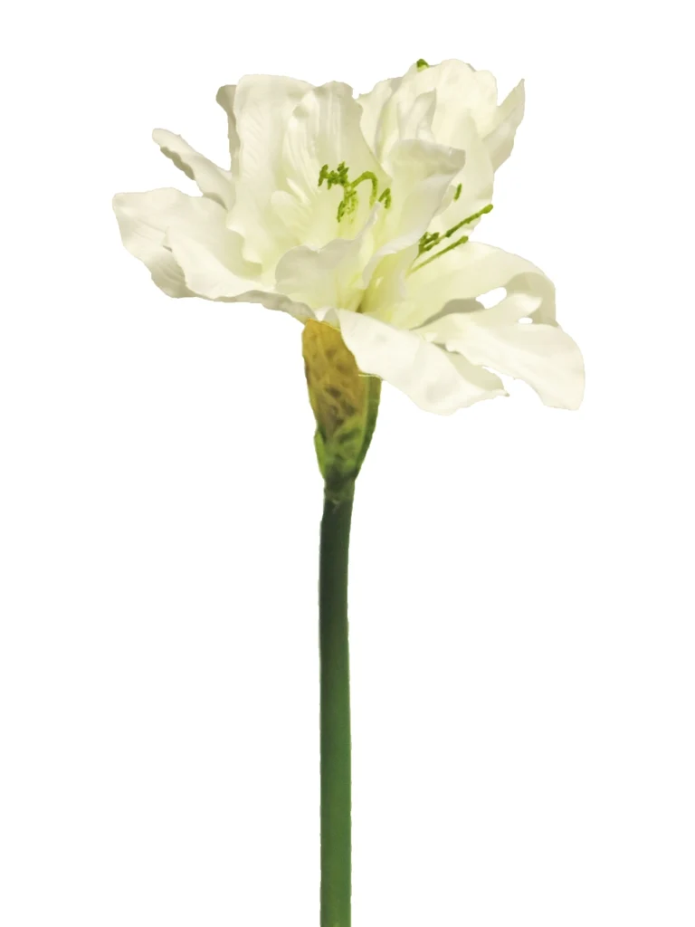Hippeastrum Aline creme 63cm