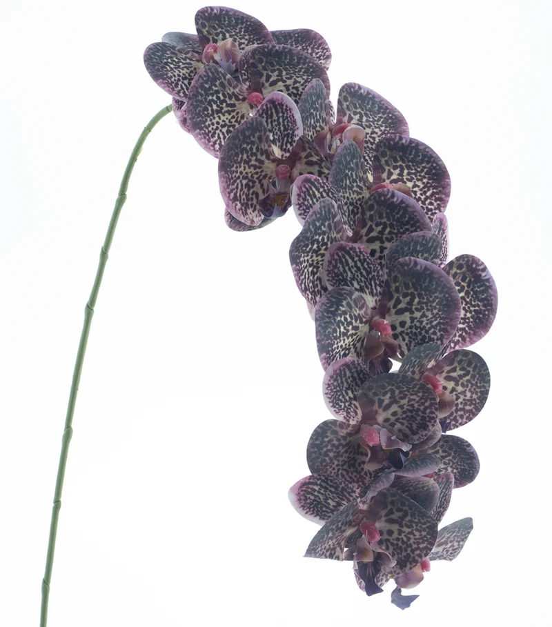 Phalaenopsis-Spray RT Bensa lila 111cm