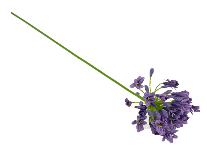 Agapanthus lila 73cm