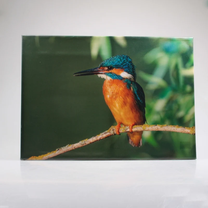 OUTDOOR-MALEREI EISVOGEL 50X70 CM