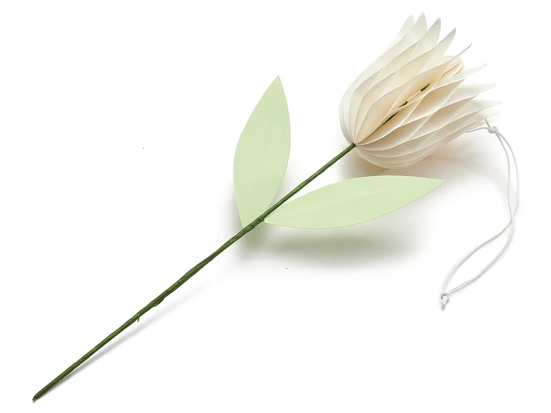 Tulpe 'Aurelie' creme Ø7,5x30cm