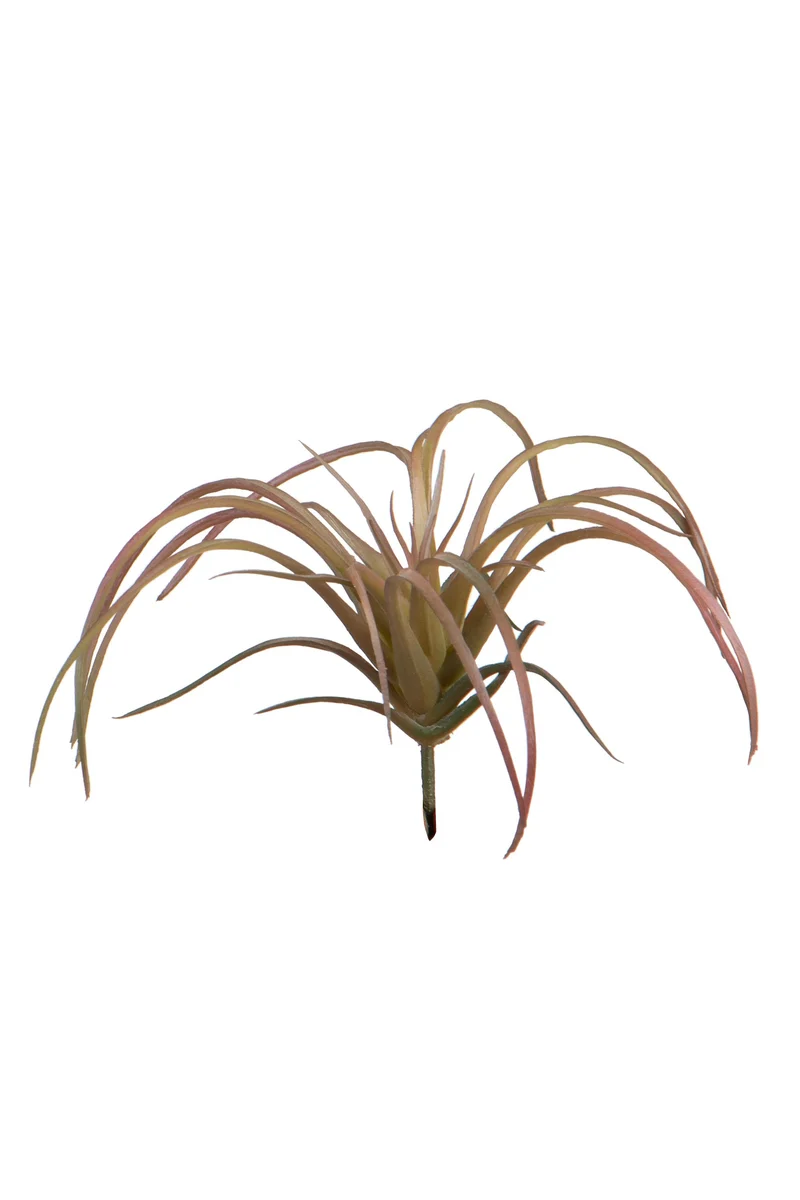 Tillandsia lXXcm grün/rot