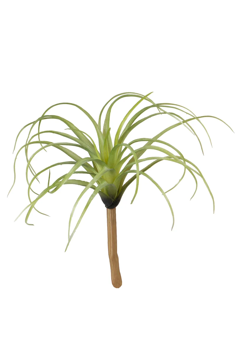 Tillandsia, 22 cm, grün