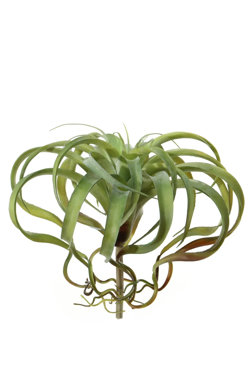 Tillandsia, 35 cm, grün
