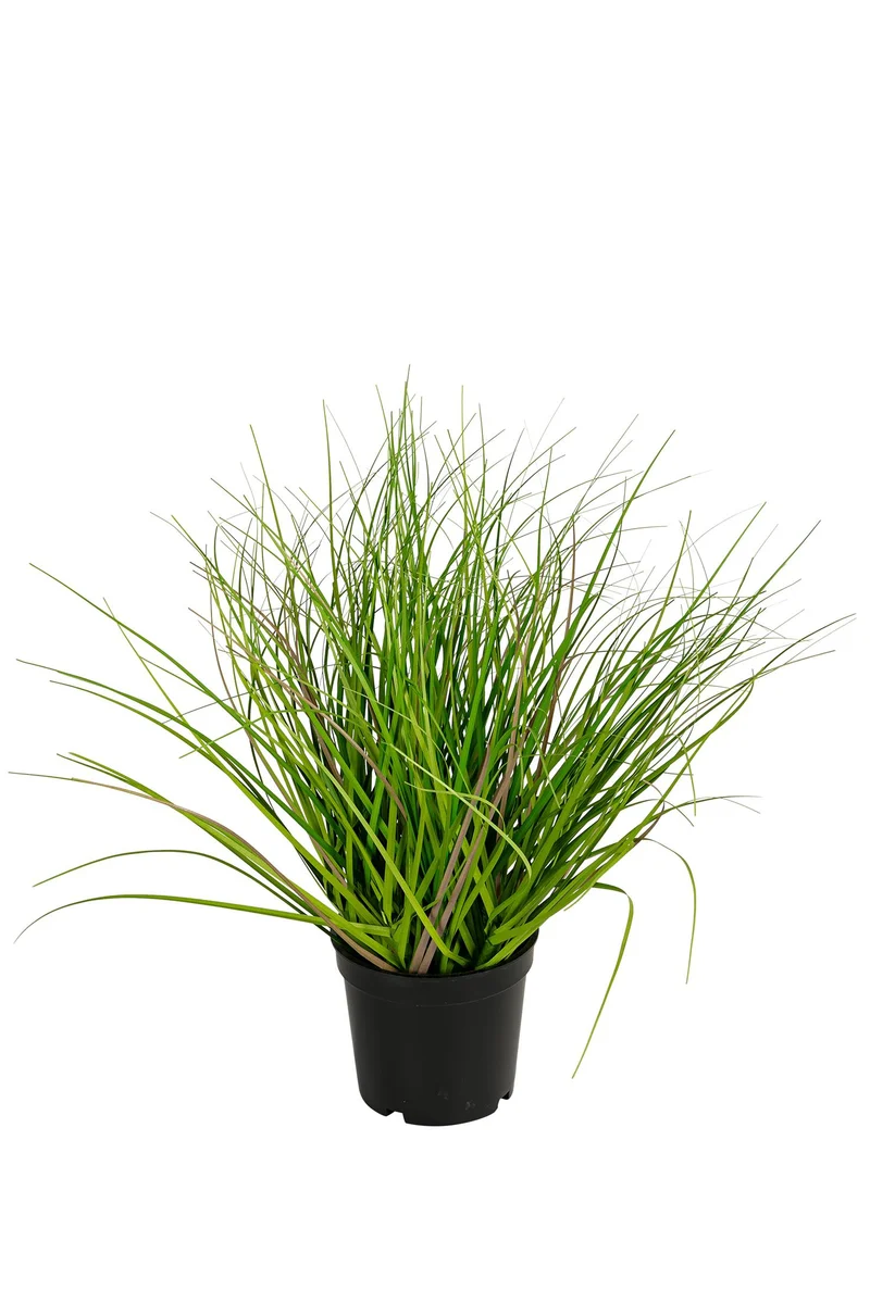 Gras, Höhe 30 cm, Farbe grün.