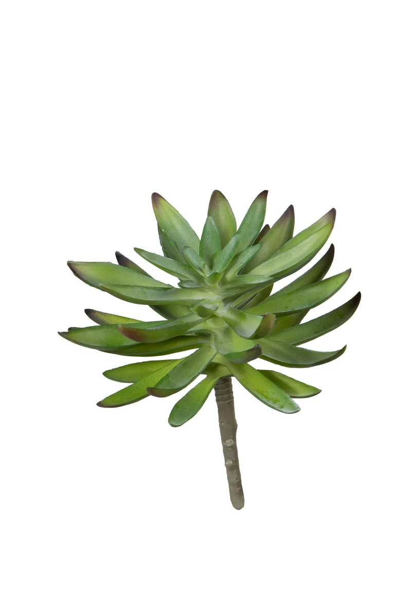 Echeveria, 17 cm, grün