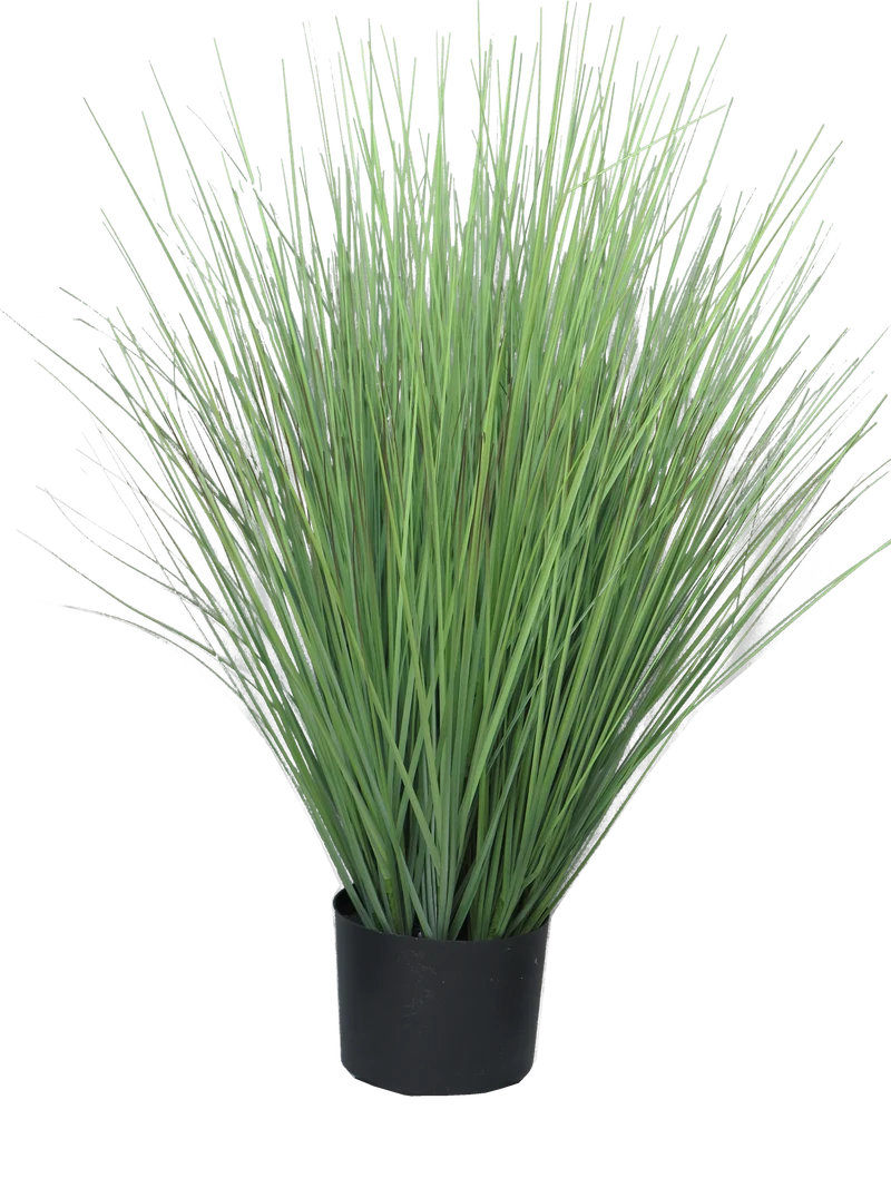 Königsschwingel grün im Topf 76cm