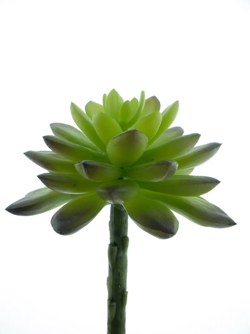 Echeveria Pick DK Green 13cm