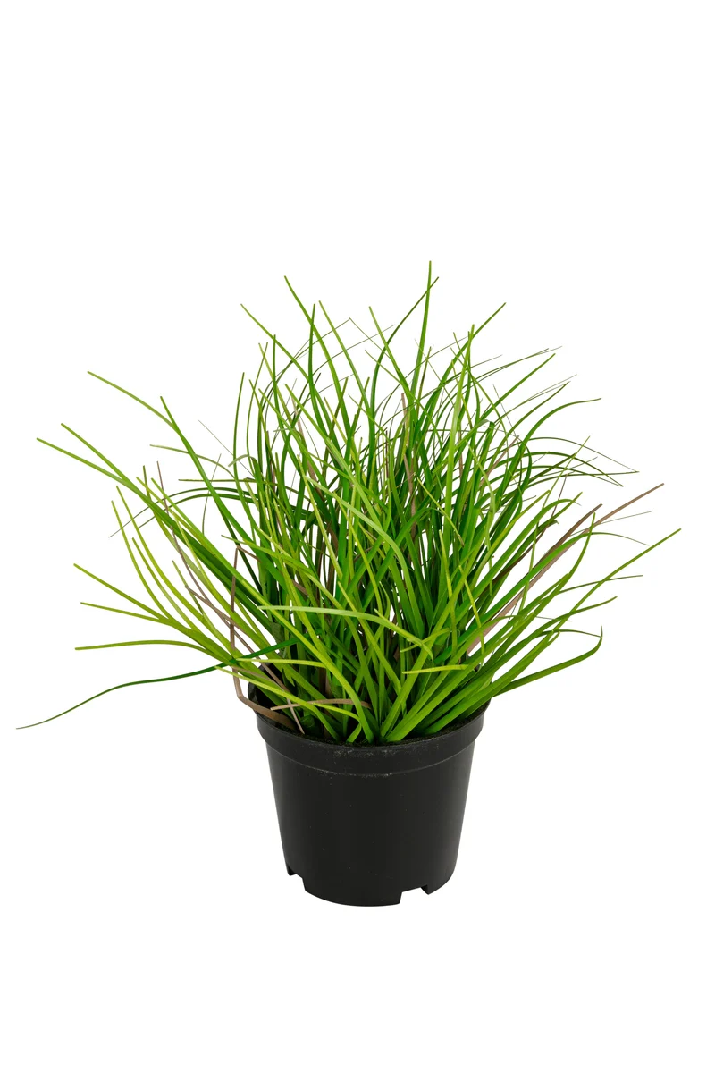 Gras h18cm p grün