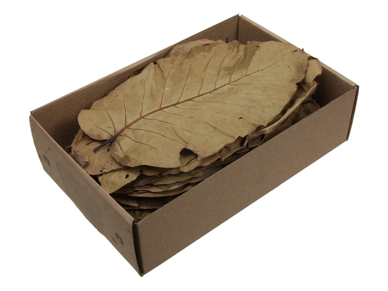 ca. 100 Salblätter, natur