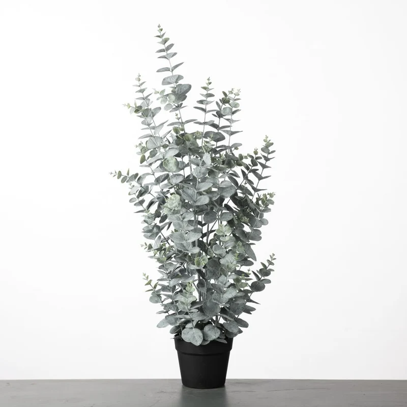 Eukalyptus im Topf H91cm Grün