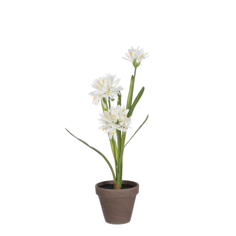 Agapanthus weiß im Topf Stran grau d11.5cm - h45xd20cm