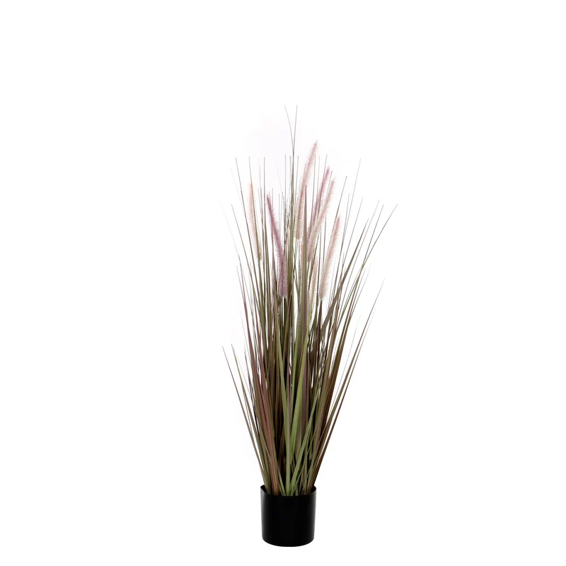 Hahnenschwanzgras lila im Plastiktopf d15cm - h120xd60cm