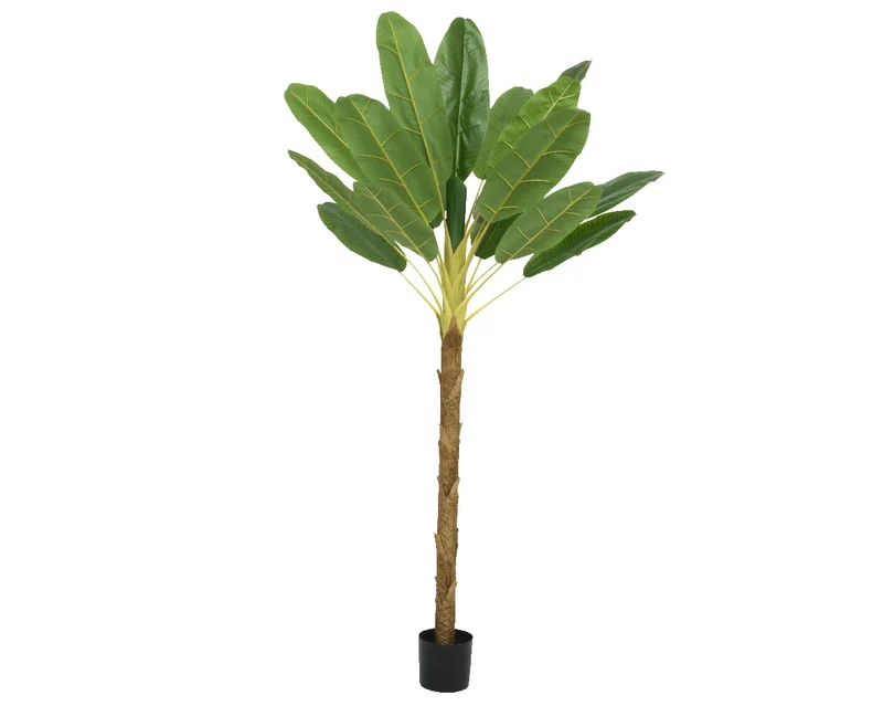 Bananenpflanze im Topf grün L.120cm x B.100cm x H.230cm