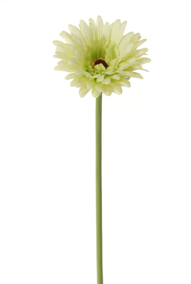 Gerbera l58cm grün