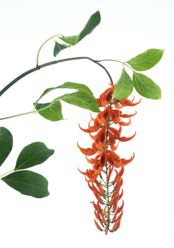 Wilde Glyziniengirlande orange 162cm