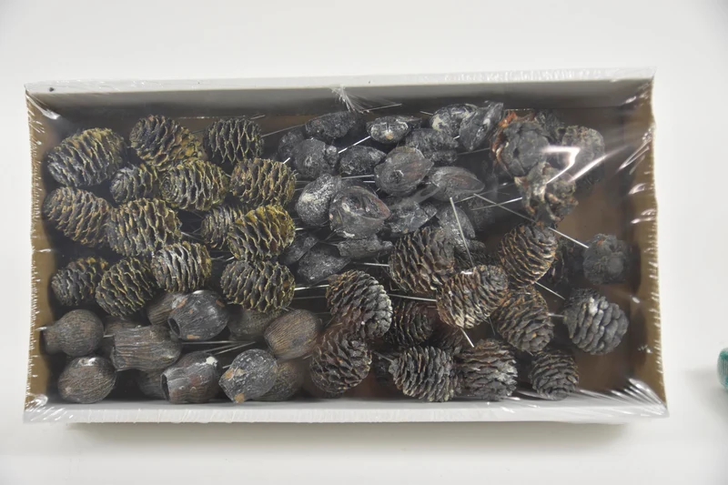Leucadendron 10cm wr box Schwarz-Frost (100Stk)