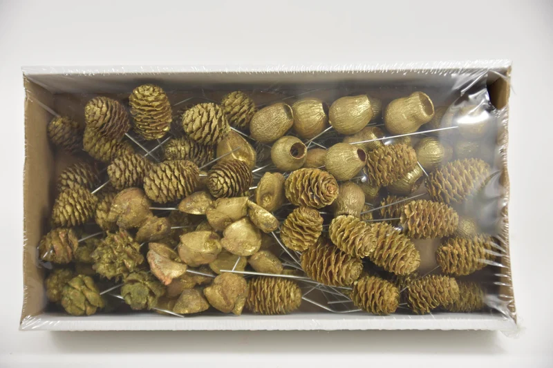 Leucadendron 10cm wr box Gold-wash (100Stk)
