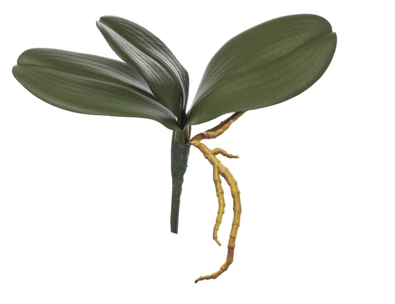 ORCHIDEE BLÄTTER X 3LVS H 22 CM GRÜN