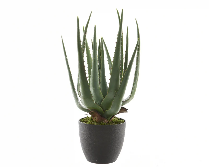Aloe vera im Topf Plastik grün H67cm T40cm