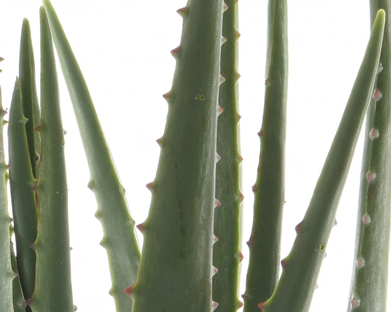 Aloe vera im Topf Plastik grün H67cm T40cm