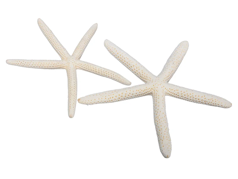 pb. 8 Finger Seesterne natur 15-20 cm